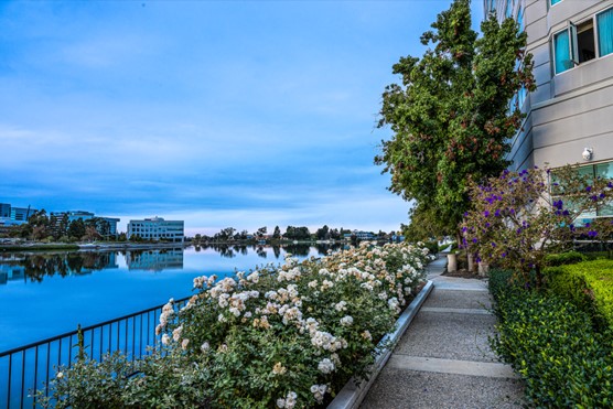 sidewalk surrounded by flowers alongside Redwood Shores Lagoon at Grand Bay Hotel San Francisco