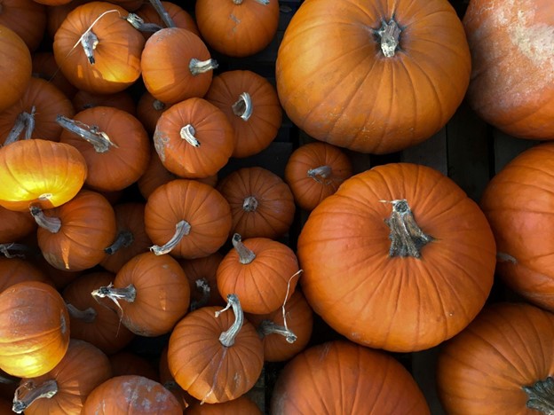 pumpkin patch fall in San Francisco